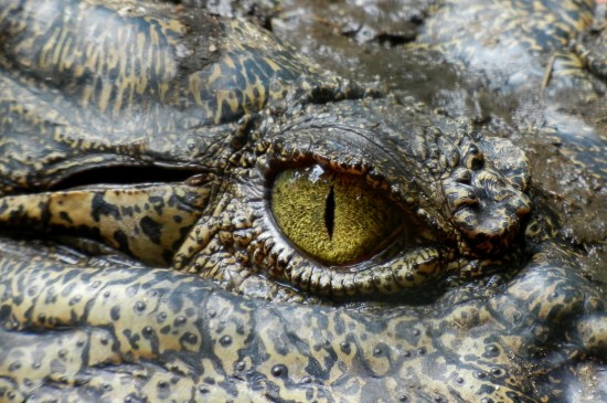 crocodile-eye-animal-nature-39068_jpeg